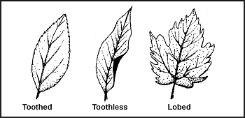 Figure 9-1. Leaf Margins