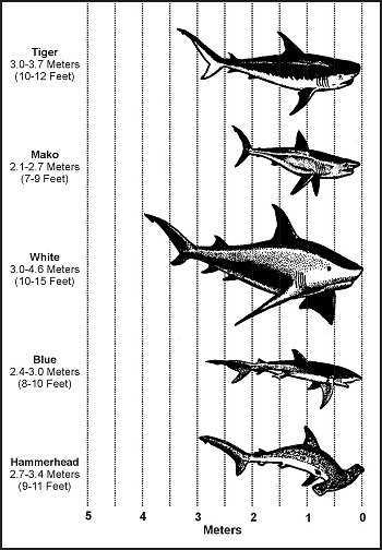Figure F-1. Sharks